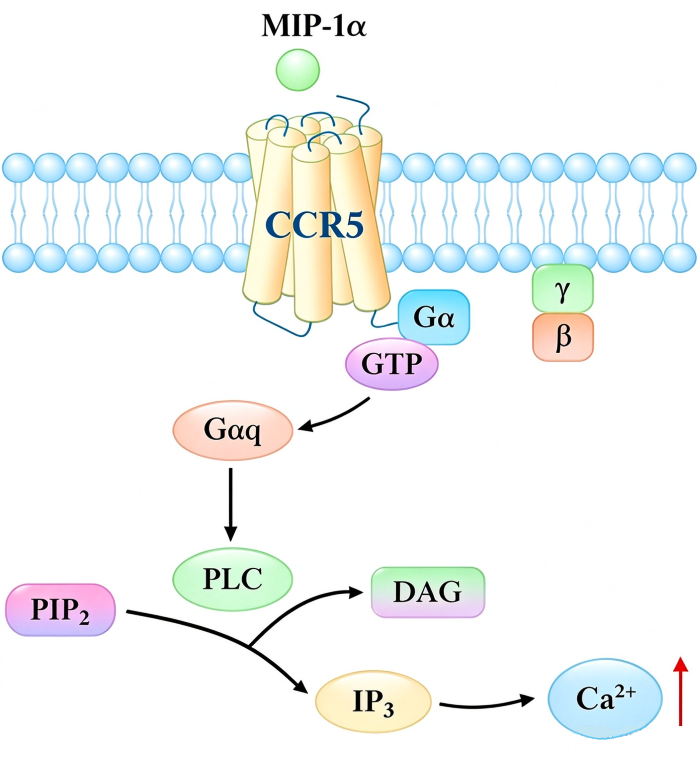 Schematic of CCR5 calcium signaling pathway. MIP‑1&alpha; binds CCR5, activates G&alpha;q-PLC cascade, generates IP3 and DAG, triggering intracellular Ca&sup2;⁺ elevation.