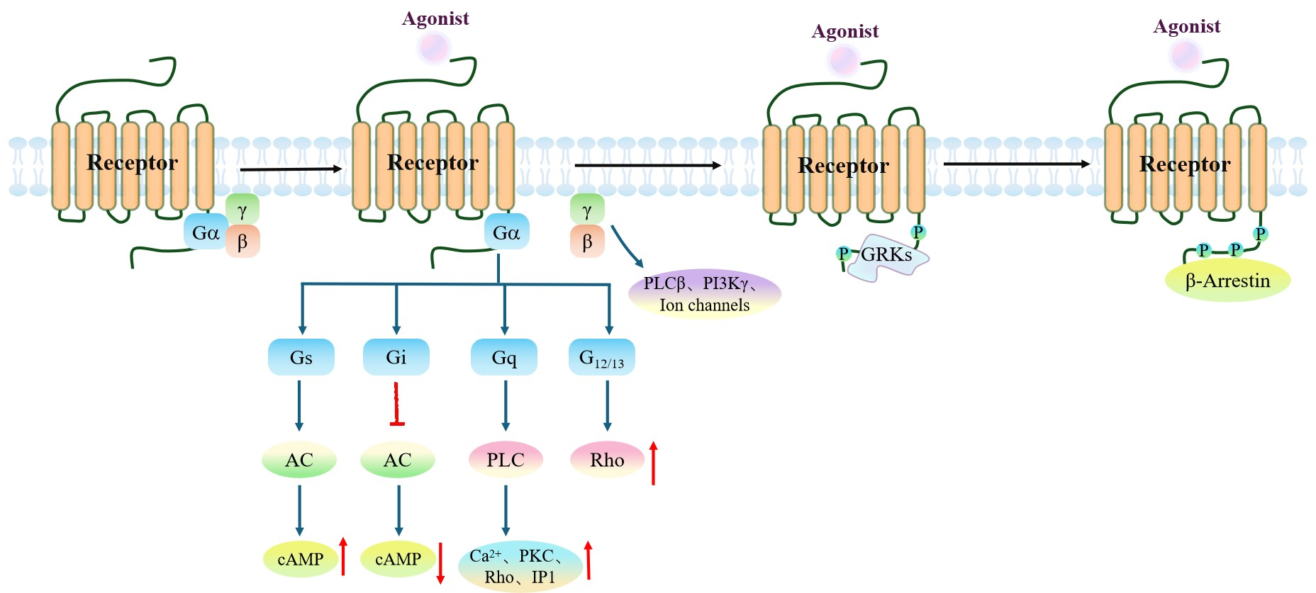GPCR Reporter Cells