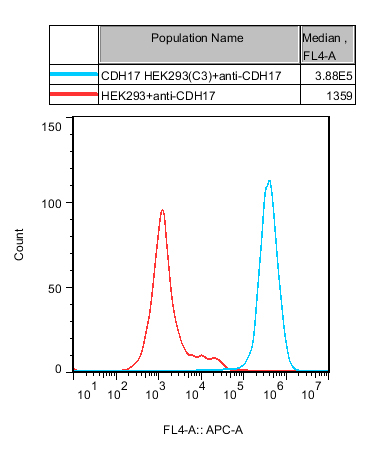 HEK293 Human CDH17 Cell