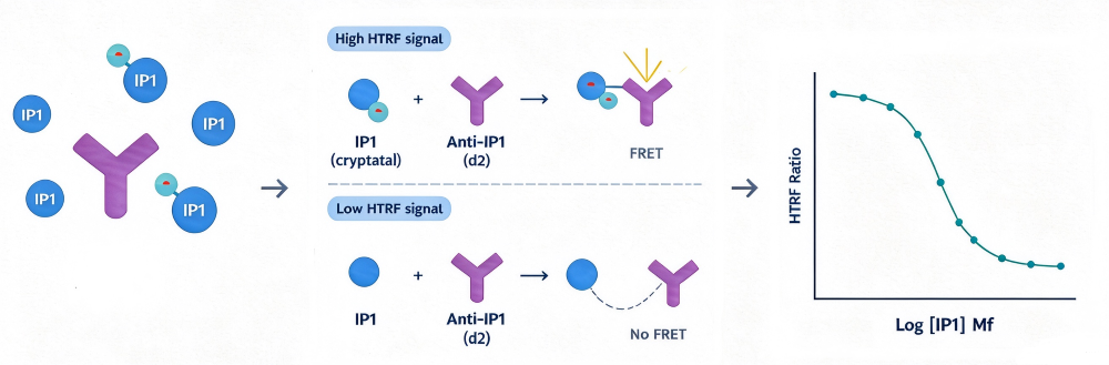 IP1‑HTRF assay schematic diagram, live‑cell IP1 accumulation inhibited by LiCl, competitive TRF detection for GPCR dose‑response quantification