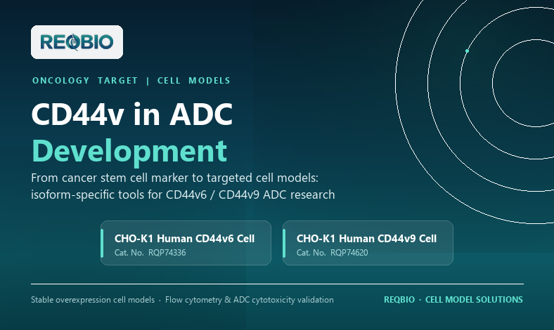 CD44v in ADC Development From Cancer Stem Cell Markers to Targeted Cell Models 